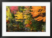Autumn Trees Along The Sheepscot River, Maine Fine Art Print