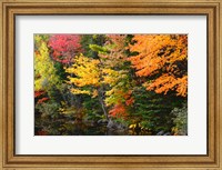 Autumn Trees Along The Sheepscot River, Maine Fine Art Print