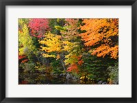 Autumn Trees Along The Sheepscot River, Maine Fine Art Print