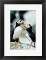 Atlantic Puffins, Machias Seal Island, Maine Fine Art Print