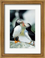 Atlantic Puffins, Machias Seal Island, Maine Fine Art Print