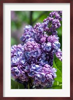 Purple Lilac Tree, Arnold Arboretum, Boston Fine Art Print