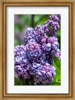 Purple Lilac Tree, Arnold Arboretum, Boston Fine Art Print