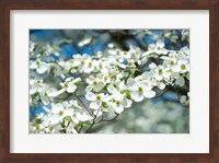 Dogwood Tree, Arnold Arboretum, Boston Fine Art Print