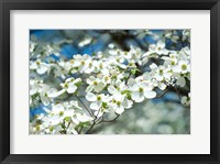 Dogwood Tree, Arnold Arboretum, Boston Fine Art Print