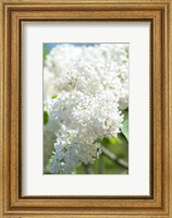 White Lilac Tree, Arnold Arboretum Fine Art Print