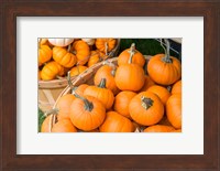 Pumpkin Harvet, Massachusetts Fine Art Print