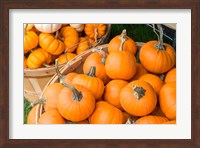 Pumpkin Harvet, Massachusetts Fine Art Print