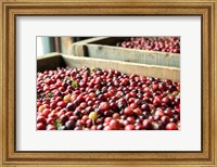Cranberry Harvest, Massachusetts Fine Art Print