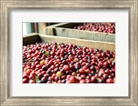 Cranberry Harvest, Massachusetts Fine Art Print