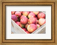 Apple Harvest, Massachusetts Fine Art Print