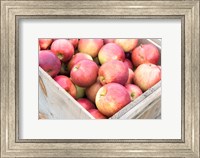 Apple Harvest, Massachusetts Fine Art Print