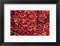 Cranberry Close-Up, Massachusetts Fine Art Print