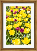 Vibrant Tulip Garden, Massachusetts Fine Art Print