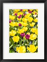 Vibrant Tulip Garden, Massachusetts Fine Art Print