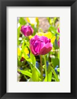 Purple Tulip, Massachusetts Fine Art Print