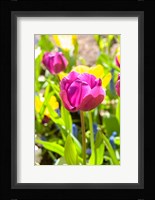 Purple Tulip, Massachusetts Fine Art Print