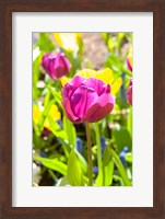 Purple Tulip, Massachusetts Fine Art Print