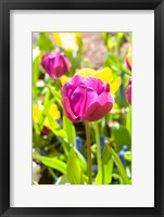 Purple Tulip, Massachusetts Fine Art Print