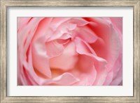 Close-Up Of A Pink Pierre De Ronsard Rose Fine Art Print