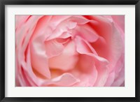 Close-Up Of A Pink Pierre De Ronsard Rose Fine Art Print