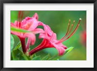 Pink Azalea, Massachusetts Fine Art Print