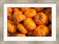 Gourd Harvest, Massachusetts Fine Art Print