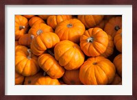 Gourd Harvest, Massachusetts Fine Art Print