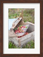 Cranberries And Scoop, Massachusetts Fine Art Print