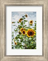 Tall Sunflowers In Cape Ann, Massachusetts Fine Art Print