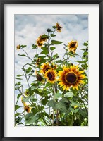 Tall Sunflowers In Cape Ann, Massachusetts Fine Art Print