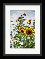 Tall Sunflowers In Cape Ann, Massachusetts Fine Art Print