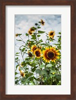 Tall Sunflowers In Cape Ann, Massachusetts Fine Art Print