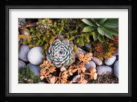 Cape Ann Succulents Fine Art Print