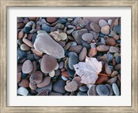 Maple Leaf And Rocks Along The Shore Of Lake Superior Fine Art Print