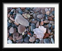 Maple Leaf And Rocks Along The Shore Of Lake Superior Fine Art Print