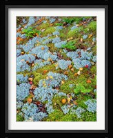 Moss And Balsam Fir Saplings Fine Art Print
