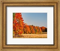 Fall Colors Of The Hiawatha National Forest Fine Art Print