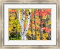 Hardwood Forest In Autumn Fine Art Print
