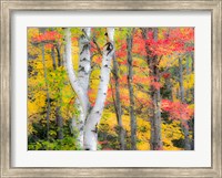 Hardwood Forest In Autumn Fine Art Print