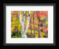 Hardwood Forest In Autumn Fine Art Print