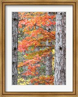 Fall Pine Trees In The Forest, Michigan Fine Art Print