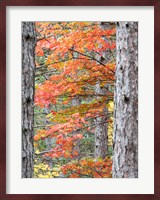 Fall Pine Trees In The Forest, Michigan Fine Art Print