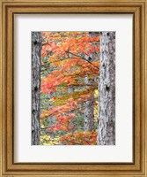 Fall Pine Trees In The Forest, Michigan Fine Art Print