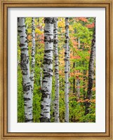 Birch Trunks And Maple Leaves, Michigan Fine Art Print