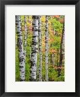 Birch Trunks And Maple Leaves, Michigan Fine Art Print