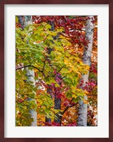 Autumn Maple Leaves, Michigan Fine Art Print