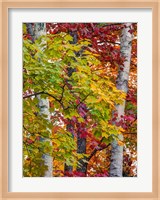 Autumn Maple Leaves, Michigan Fine Art Print