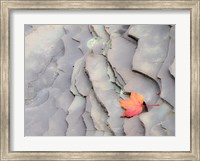 Single Leaf On Rocks Along Bonanza Fall Fine Art Print