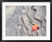 Single Leaf On Rocks Along Bonanza Fall Fine Art Print